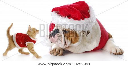 Picture or Photo of Adorable cat and dog dressed up for christmas with reflection on white background