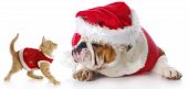 foto of dog  - adorable cat and dog dressed up for christmas with reflection on white background - JPG 