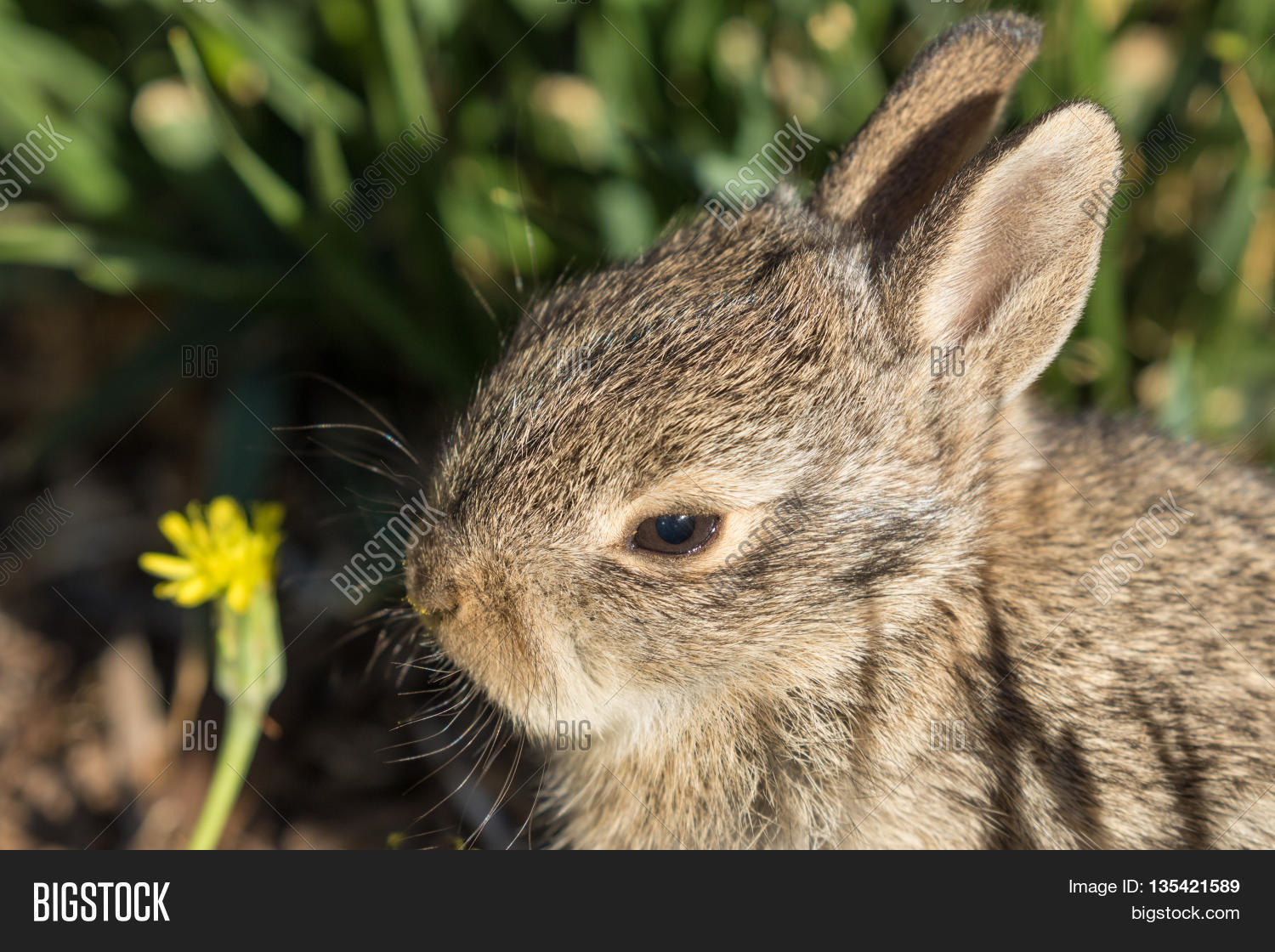 Cute Little Baby Cottontail Rabbit Image & Photo Bigstock