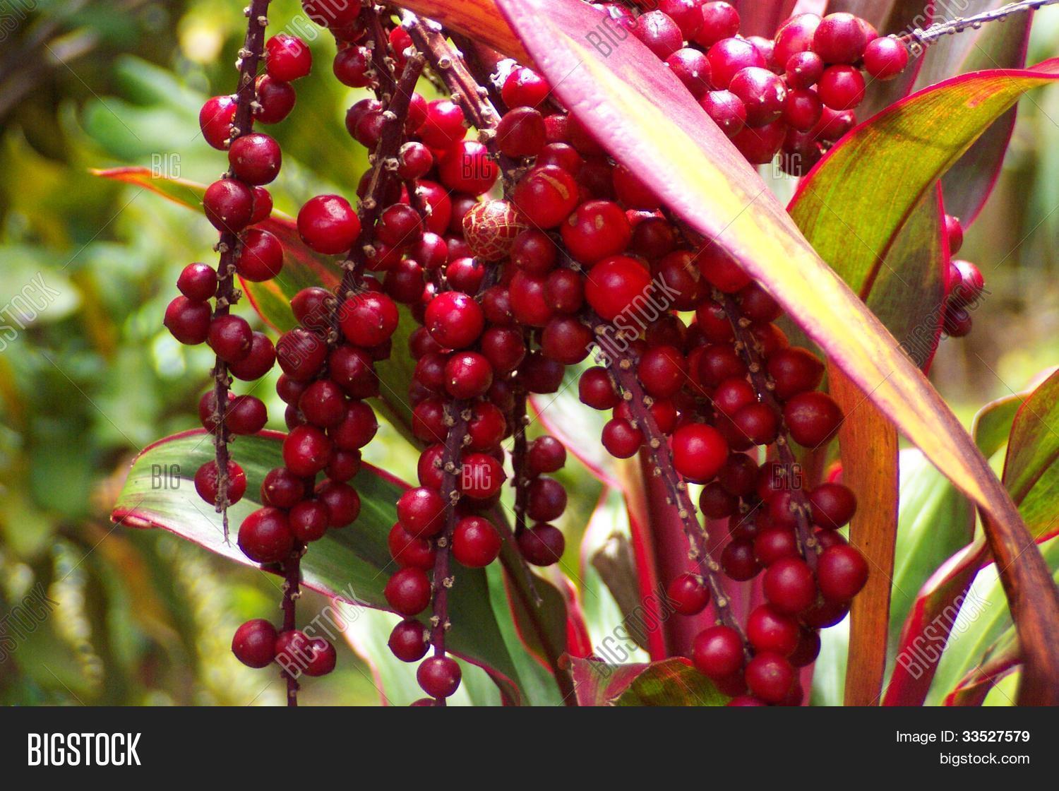 Hawaiian Red Ti Leaf Berries Macro Image & Photo Bigstock