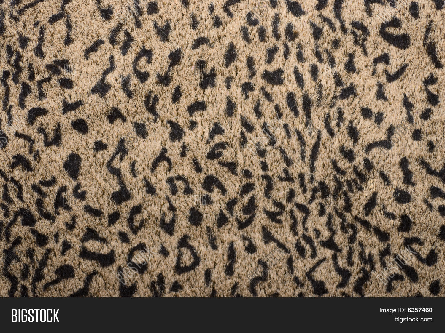Closeup Photo Of Animal Skin With Abstract Texture Stock Photo & Stock