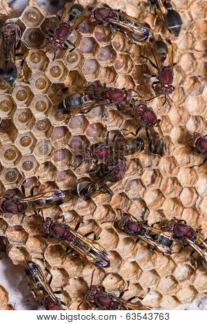 the brown wasps essay Parasitic wasps, that is this very large group is extremely variable in size and color, but most are small to medium-size and brown or black in color. the brown wasps essay Parasitic wasps, that is this very large group is extremely variable in size and color, but most are small to medium-size and brown or black in color.