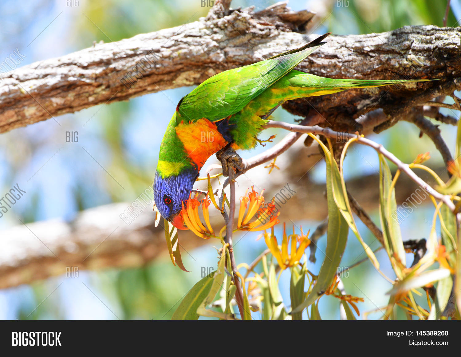 Rainbow Lorikeet Eating Flowers, Image & Photo Bigstock