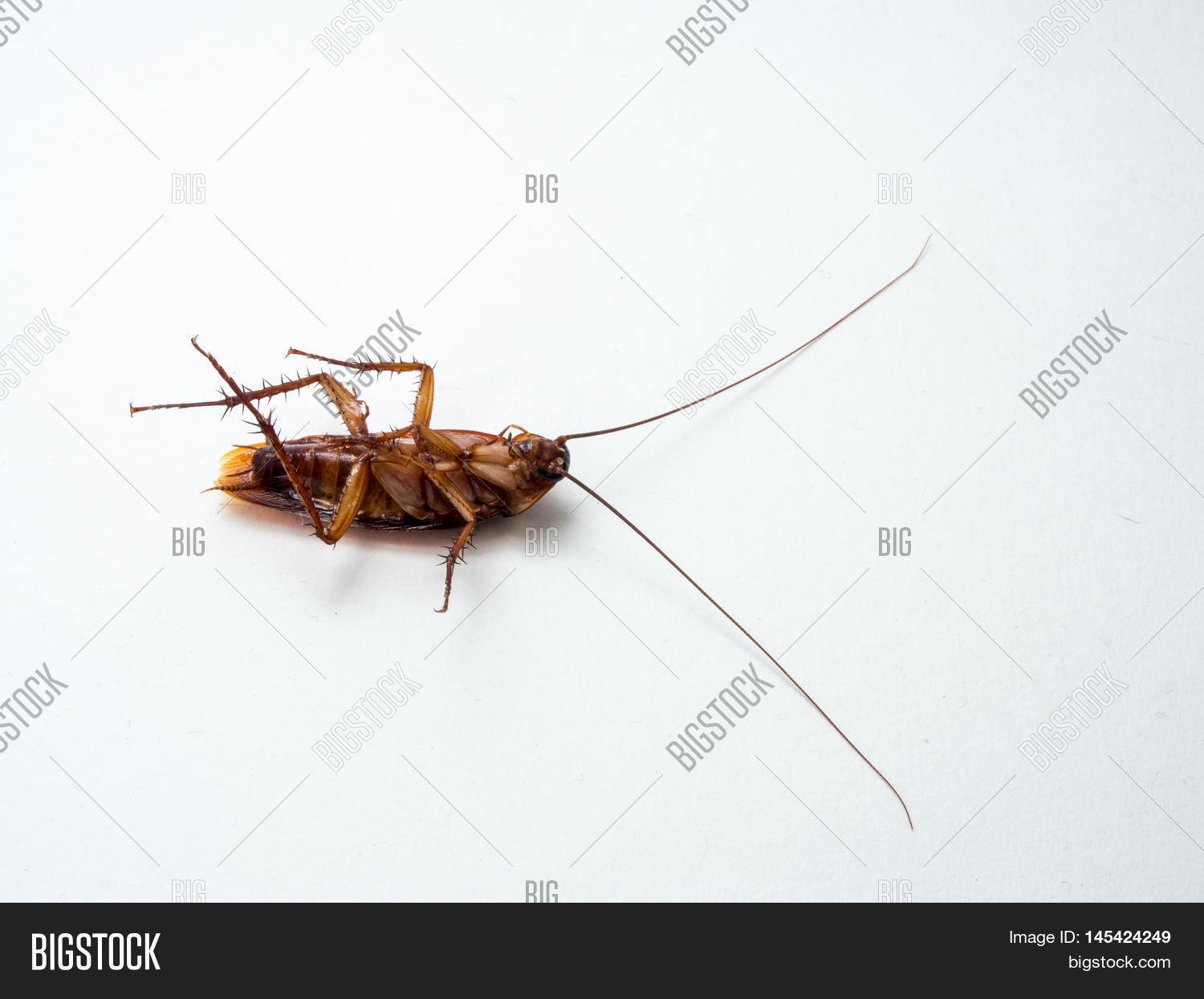 Cockroaches Carry Diseases That You Image & Photo Bigstock