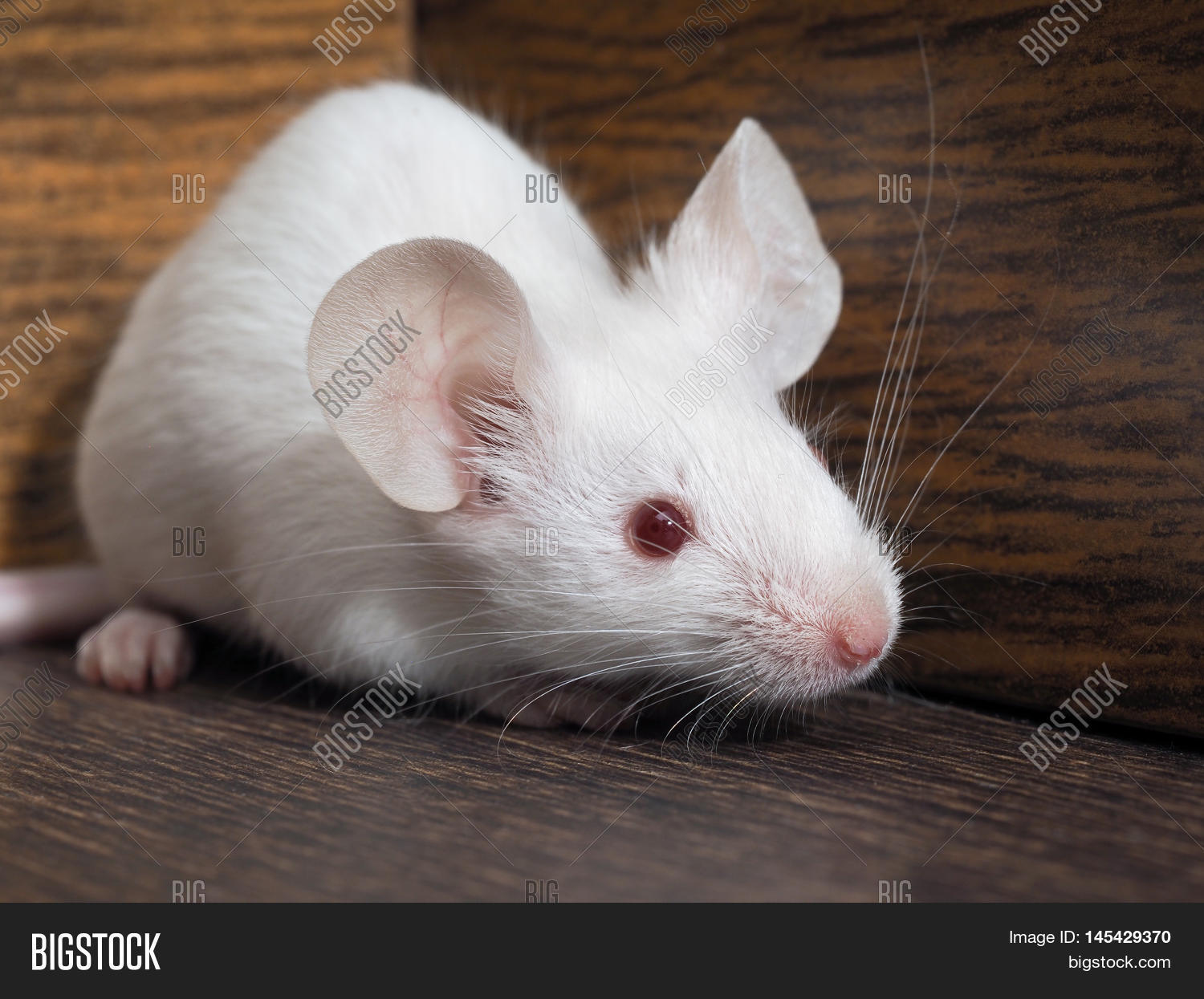 Mouse Sits Empty Closet. Rodent Image & Photo Bigstock