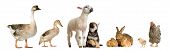 picture of animals  - farm animals in front of a white background - JPG 