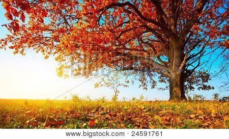 Picture or Photo of Big autumn oak with red leaves on a blue sky background