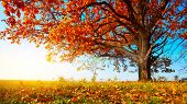 pic of outdoor  - Big autumn oak with red leaves on a blue sky background - JPG 