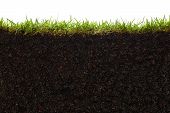 stock photo of section  - cross section of grass and soil against white background - JPG 