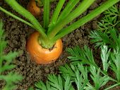 stock photo of growing  - carrots growing on the vegetable bed - JPG 