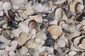 image of blue sky  - Natural lots of shells on the beach - JPG 
