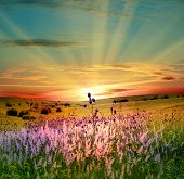 picture of sunset  - Summer sunset over the flowered green field
 - JPG 