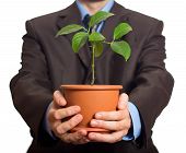 picture of business people  - Businessman is holding a plant in pot - JPG 