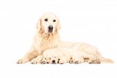 picture of dog  - A mother labrador retreiver with her baby dog posing isolated against white background - JPG 