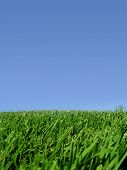image of blue sky  - Background of blue sky and grass - JPG 