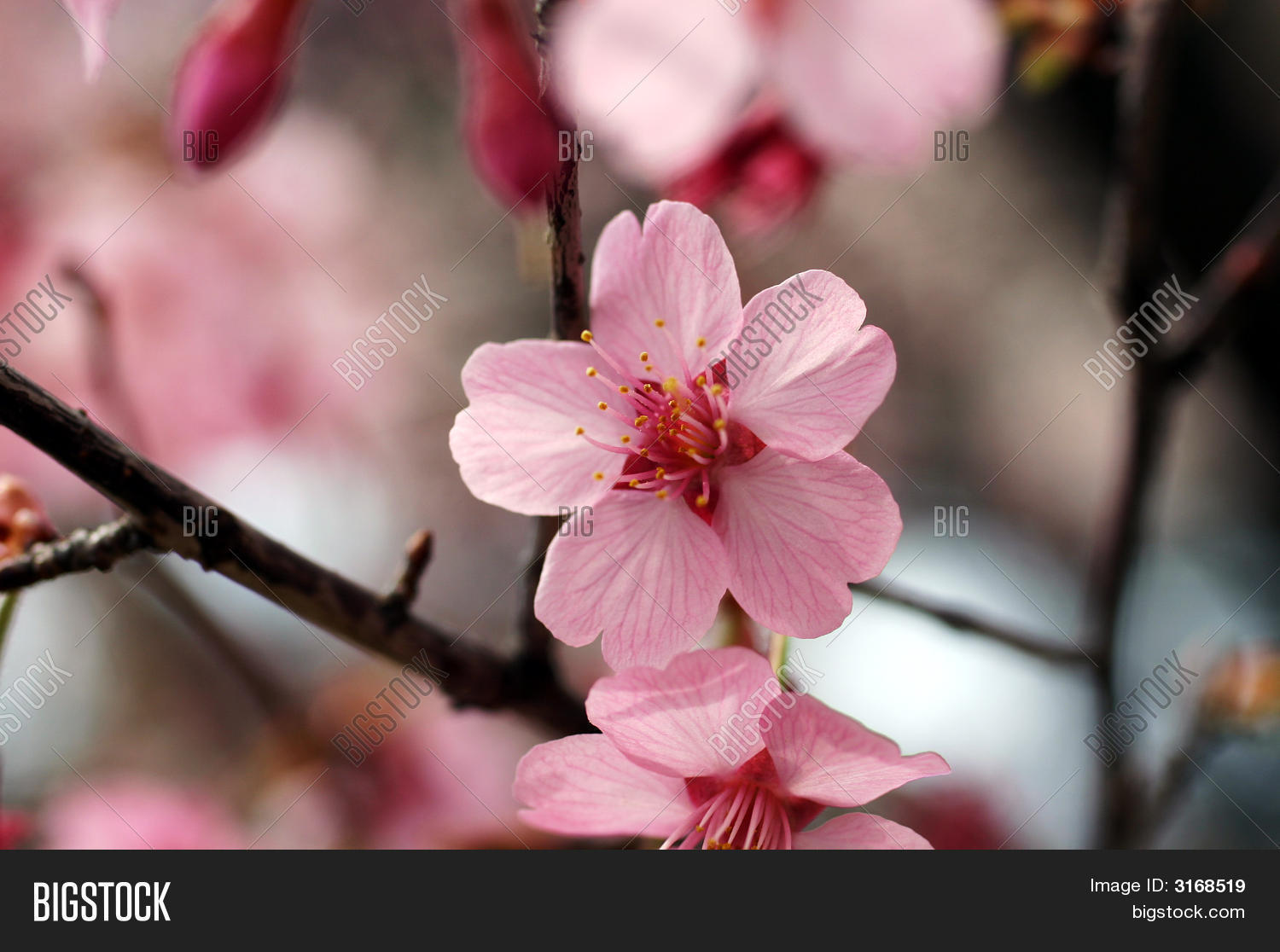 Close Up Shot Of Pink Cherry Blossom Flower Stock Photo & Stock Images