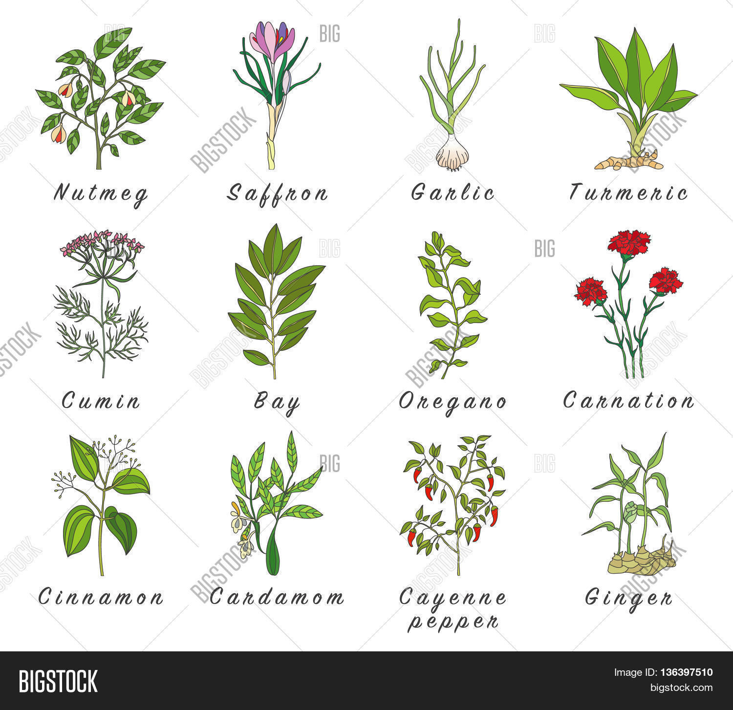 Set Spices Herbs Officinale Plants Image & Photo Bigstock