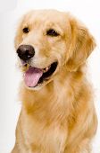 stock photo of dog  - A beautiful golden retreiver dog photographed in studio - JPG 