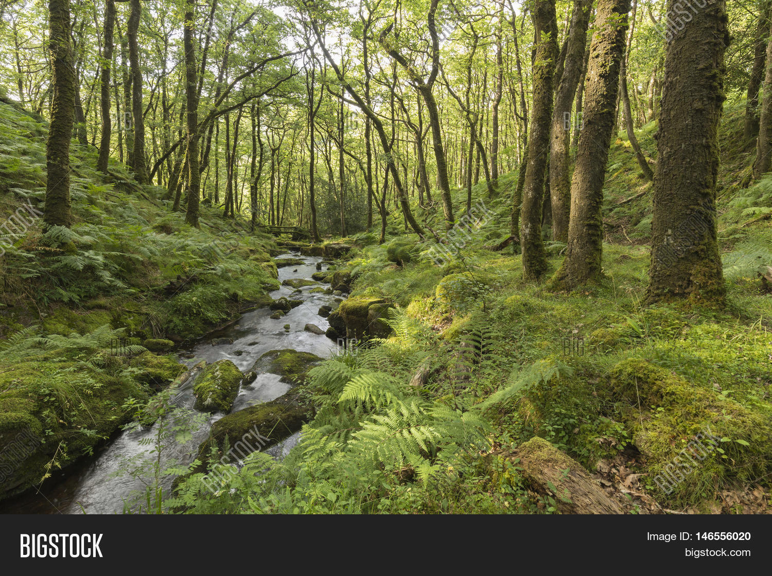 An image of a beautiful woodland setting where Venford Brook flows