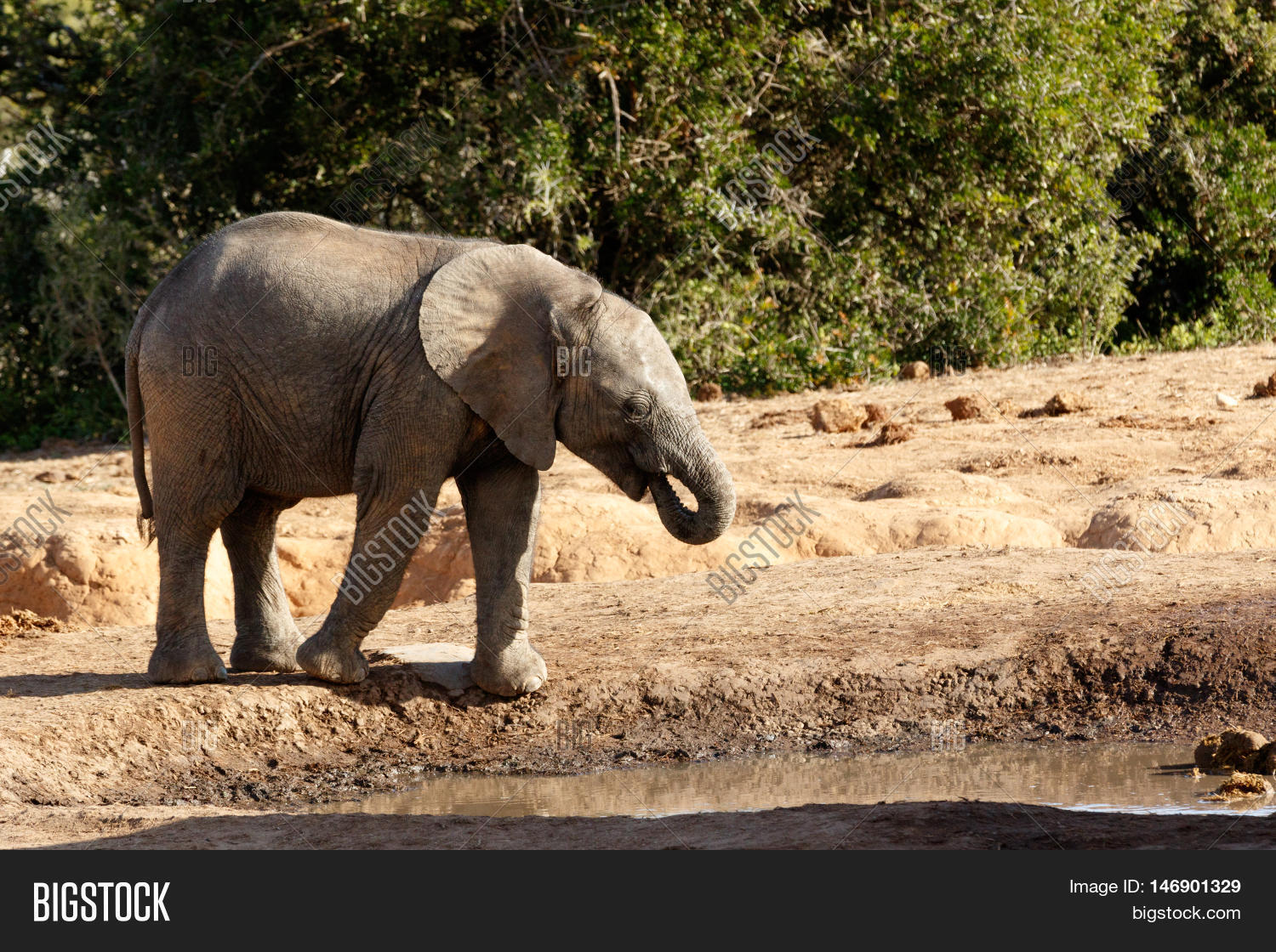 African Bush Baby Elephant Drinking Water Stock Photo & Stock Images