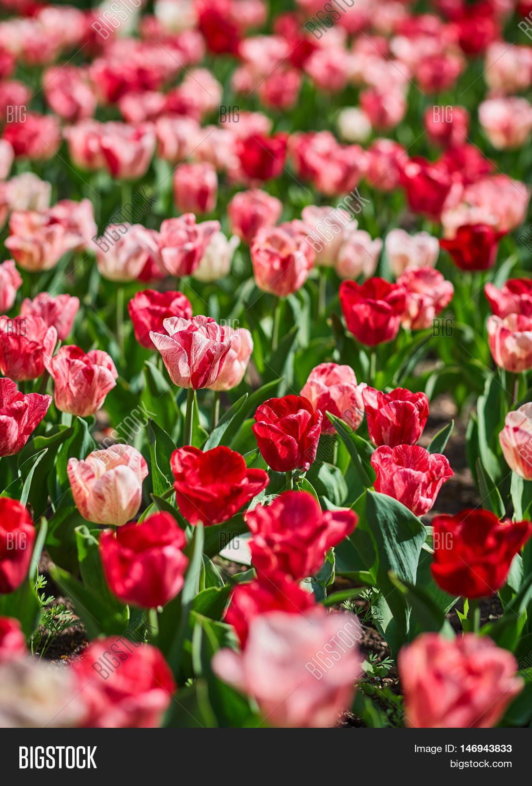 Field of spring tulips, flowers is a lot of bright, mature flowers