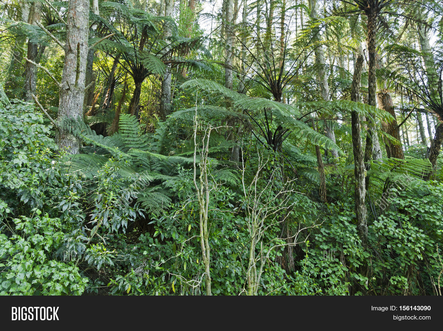 New Zealand Native Bush Trees Ferns Image & Photo Bigstock