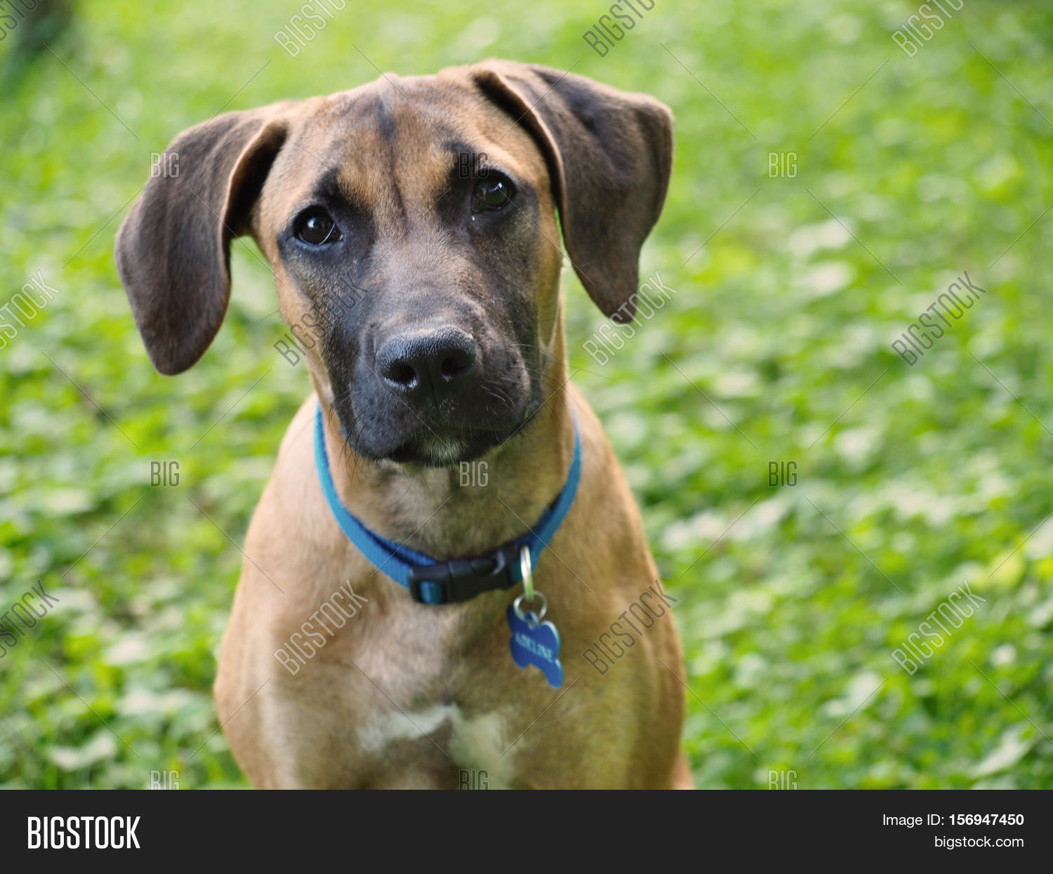 Imagen y foto Portrait Brown Dog Black Nose Bigstock