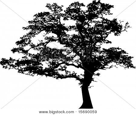 oak tree silhouette images stock photos amp illustrations oak tree silhouette images stock photos amp illustrations