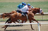 foto of quarter horse  - Quarter horse racing - JPG 