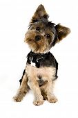 stock photo of tilting  - Yorkie puppy isolated on white with her head tilted - JPG 