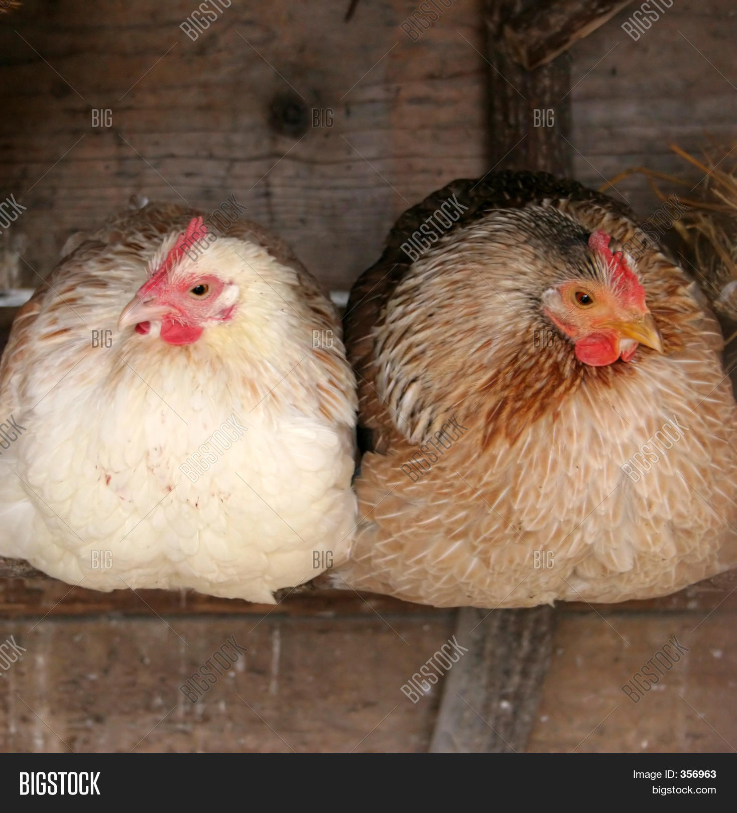 Two Chickens Roosting Image & Photo Bigstock