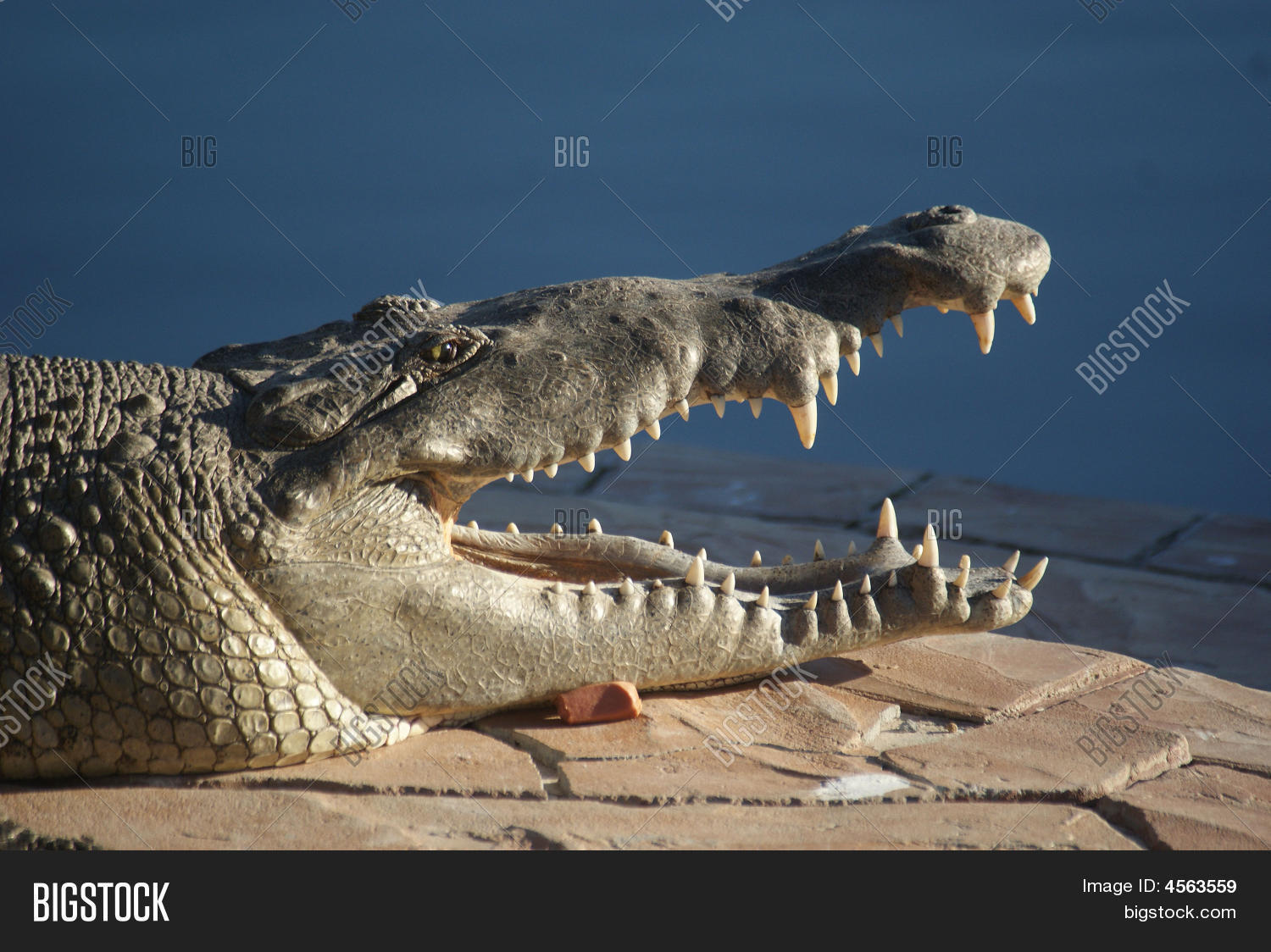 Crocodile Large Mouth Open Image & Photo Bigstock