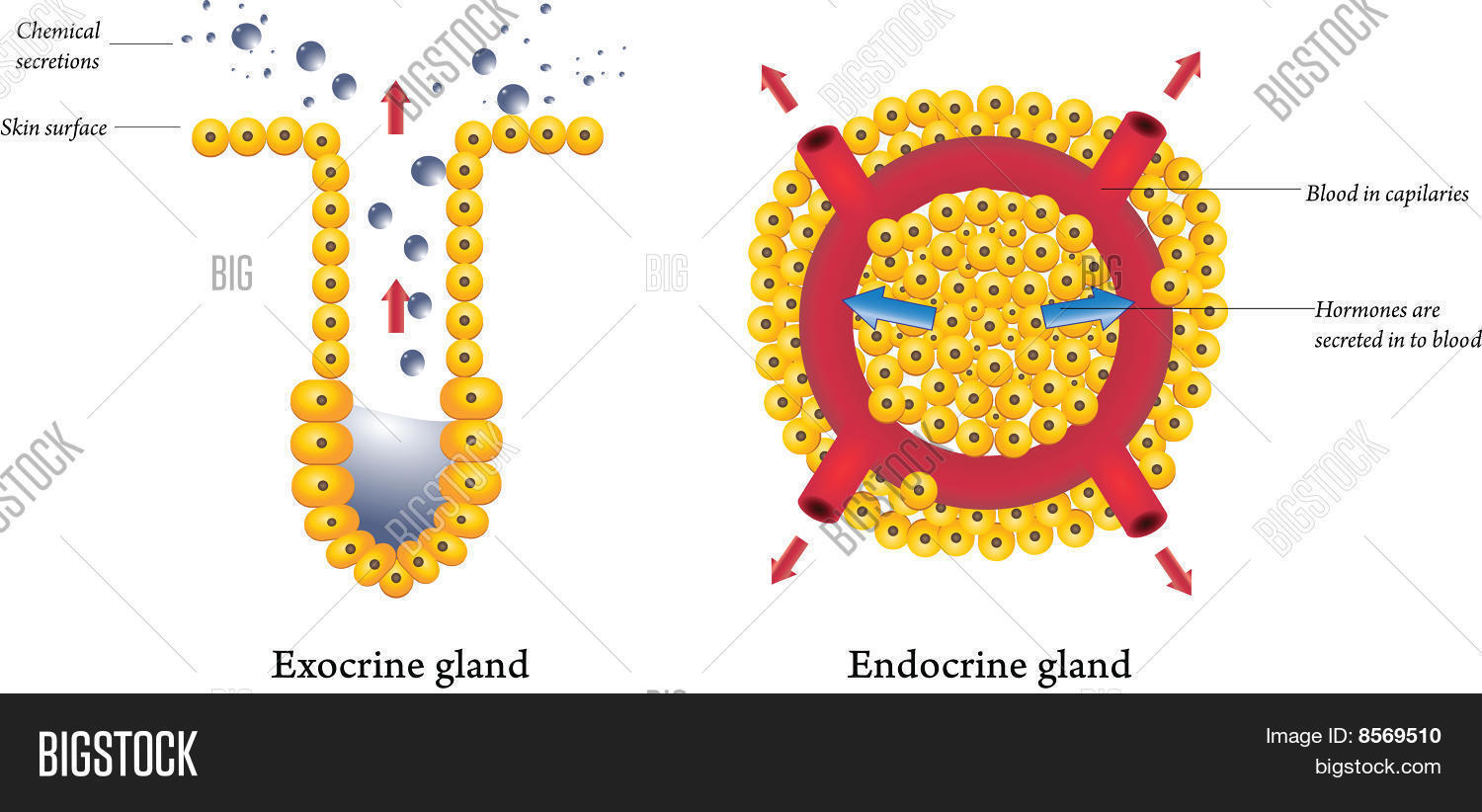 endocrine gland Although we rarely think about them, the glands of the endocrine system and the hormones they release influence almost every cell, organ, and function of our bodies. endocrine gland Although we rarely think about them, the glands of the endocrine system and the hormones they release influence almost every cell, organ, and function of our bodies.