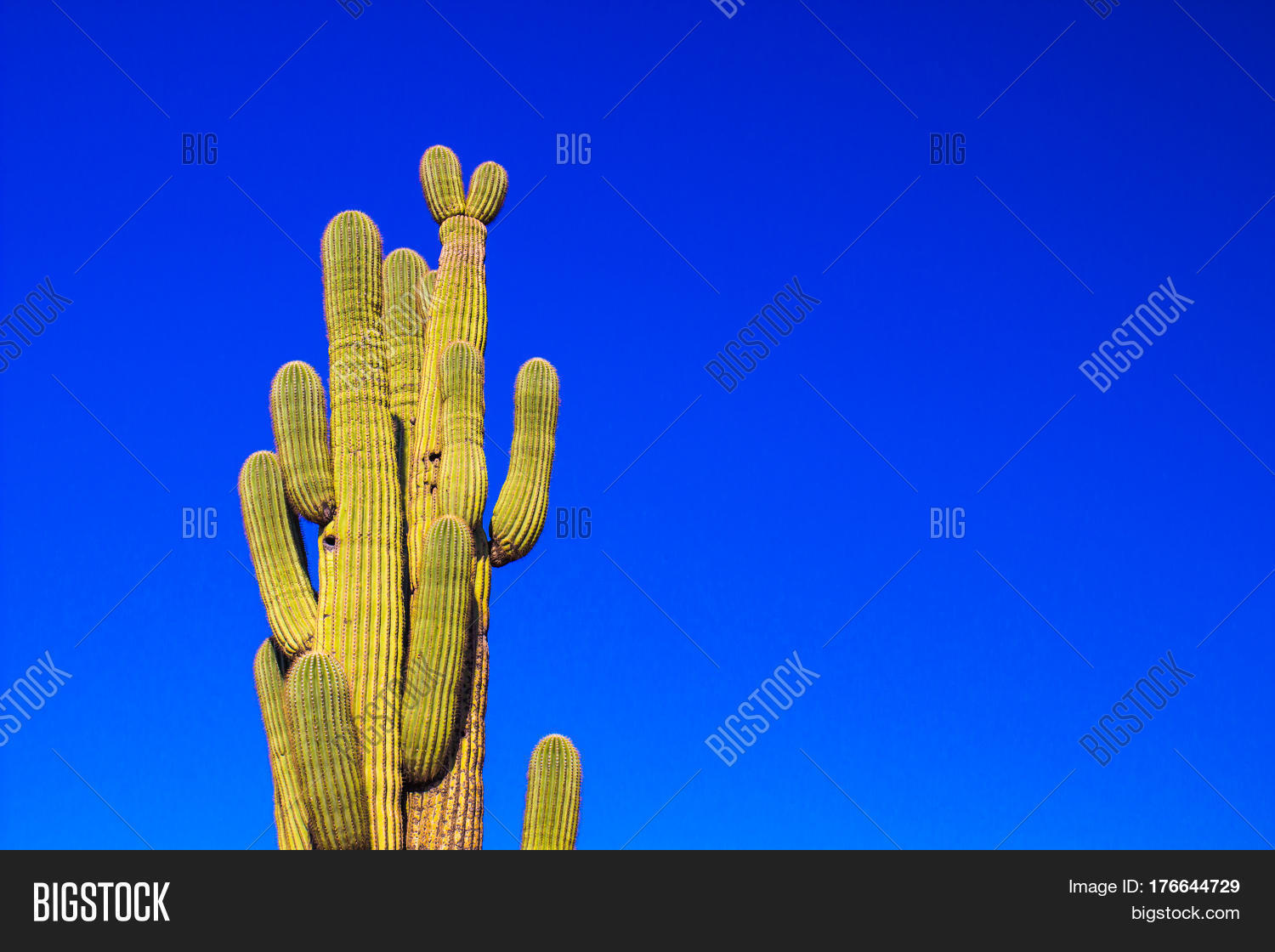 Tall Saguaro Cactus Arms Against Image & Photo Bigstock