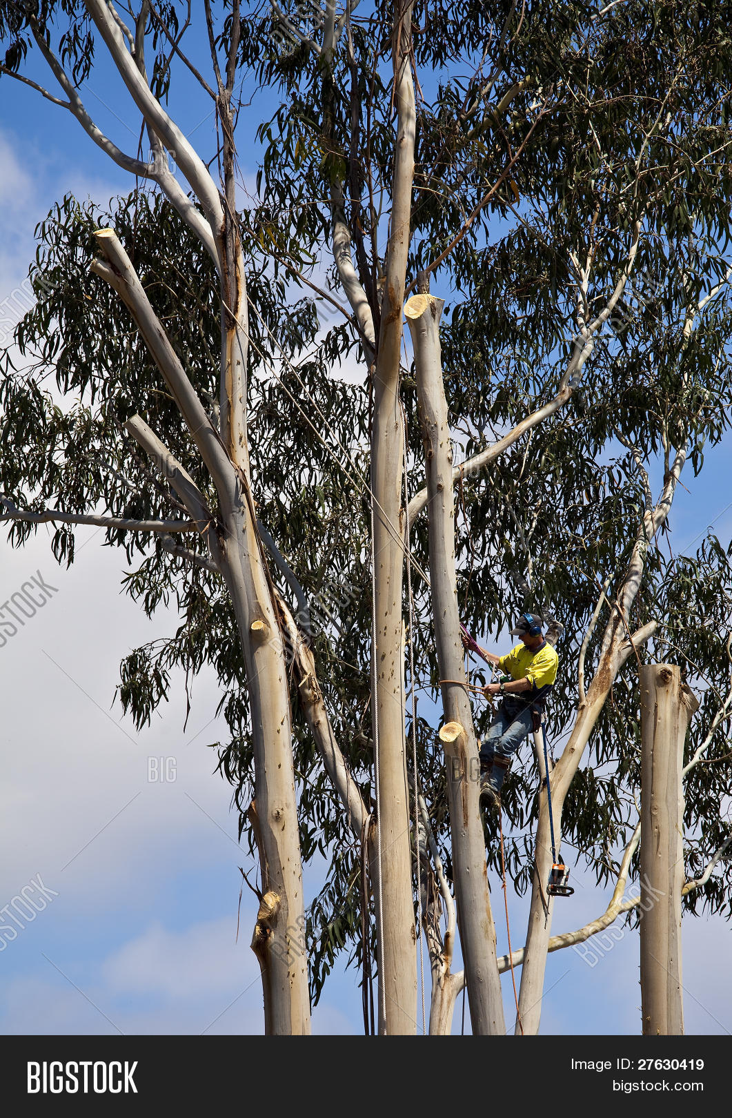 Arborist Trimming Branches Tall Image & Photo Bigstock
