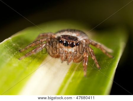 Picture or Photo of Jumping spider on a green leaf, with black background