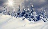 foto of snow  - Beautiful winter landscape with snow covered trees - JPG 