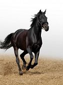picture of horse  - black horse - JPG 