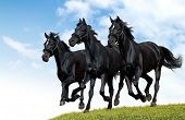 pic of horse  - black horses dallop - JPG 