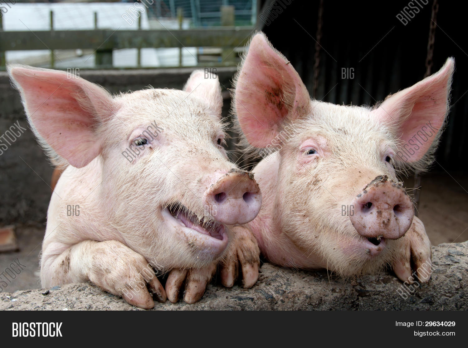 Funny Pigs Image & Photo | Bigstock