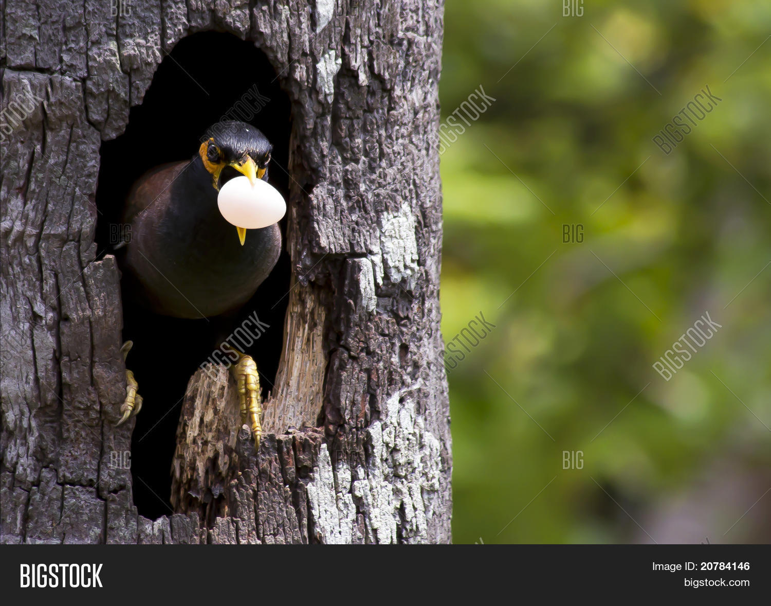 Myna bird with a egg Stock Photo & Stock Images Bigstock
