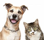 stock photo of dog  - Staffordshire terrier puppy and a gray cat - JPG 