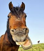 pic of horse  - Horse with a sense of humor - JPG 