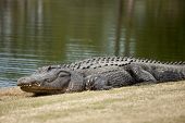 stock photo of golf  - wild alligator sunning on golf course - JPG 
