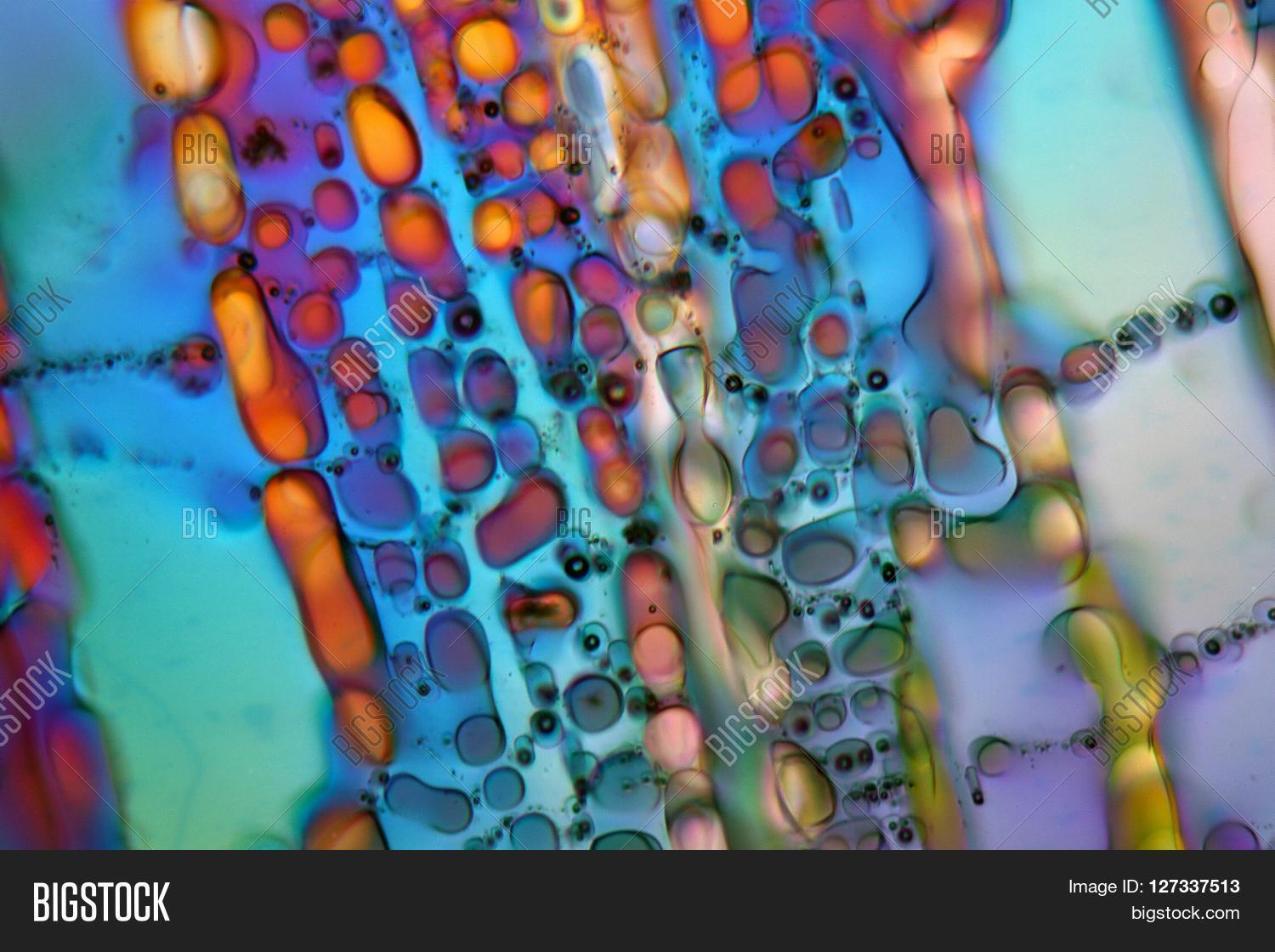 Crystals of water ice under the microscope with a magnification of 80