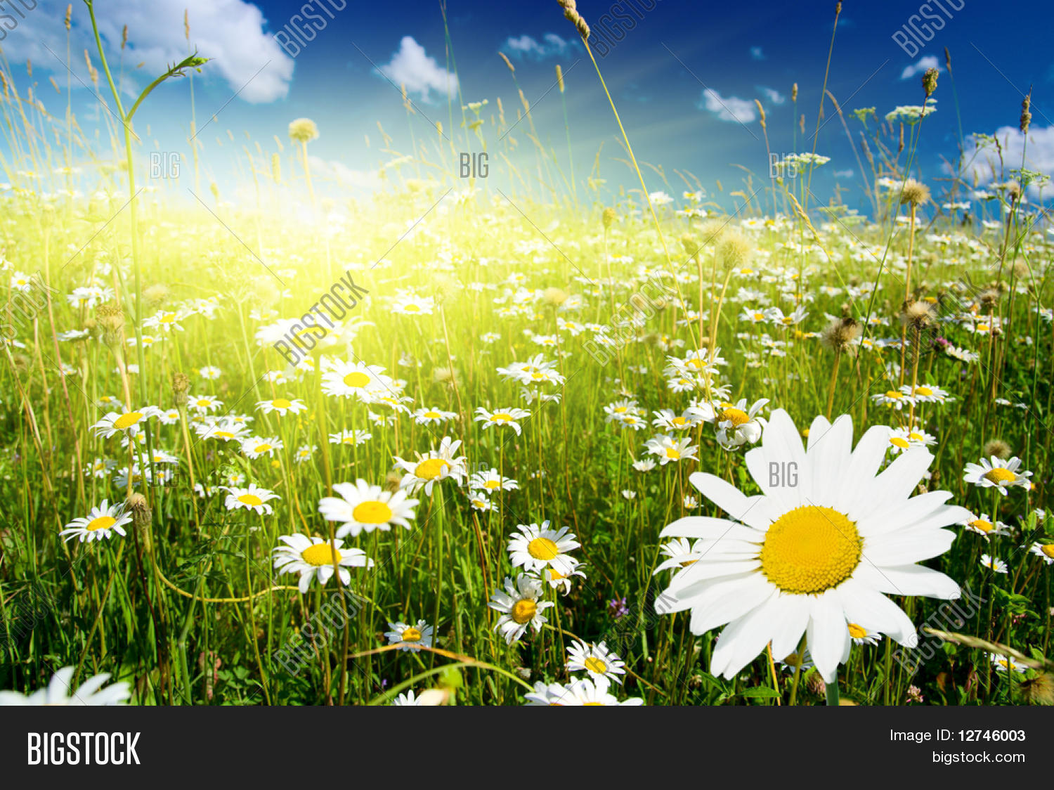 field of daisies and perfect sky Stock Photo & Stock Images Bigstock