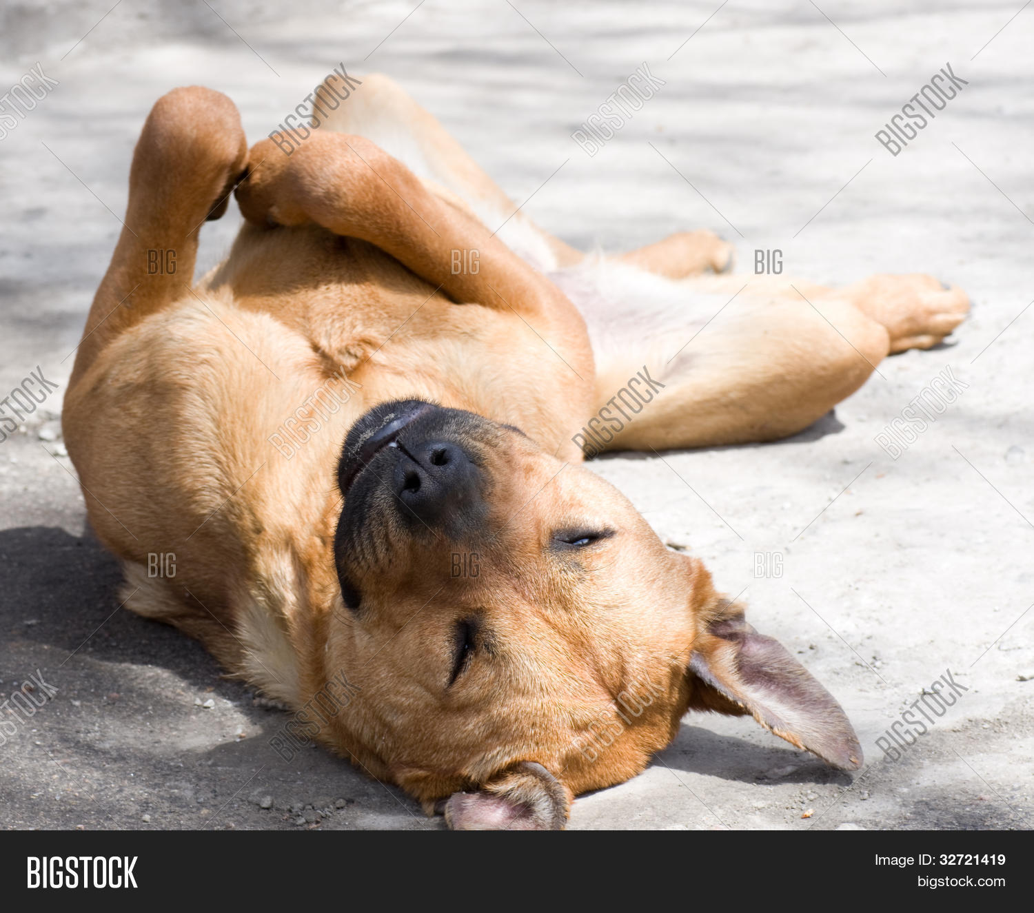 Dog Lying On Ground On His Back Image & Photo Bigstock