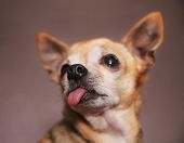 image of pals  - a cute chihuahua with his tongue hanging out  - JPG 