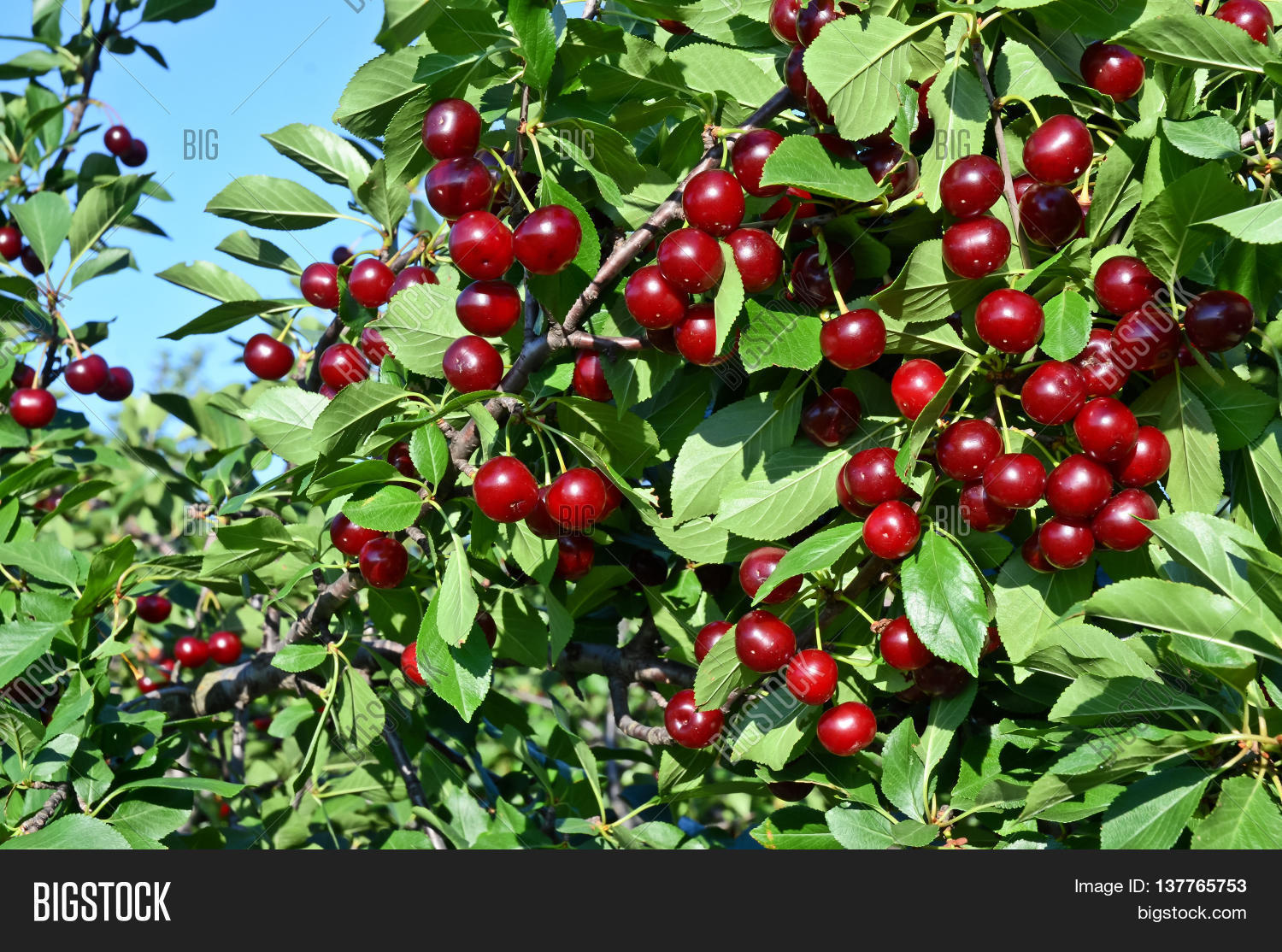 Fruit growing in eastern Europe, cherry orchard Stock Photo & Stock