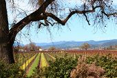 stock photo of valley  - Spring day at Silver Oak Vineyards in Napa Valley - JPG 